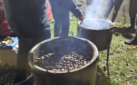  - (Kestenijada u Monoštoru / )