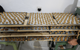  - (Kestenijada u Monoštoru / )