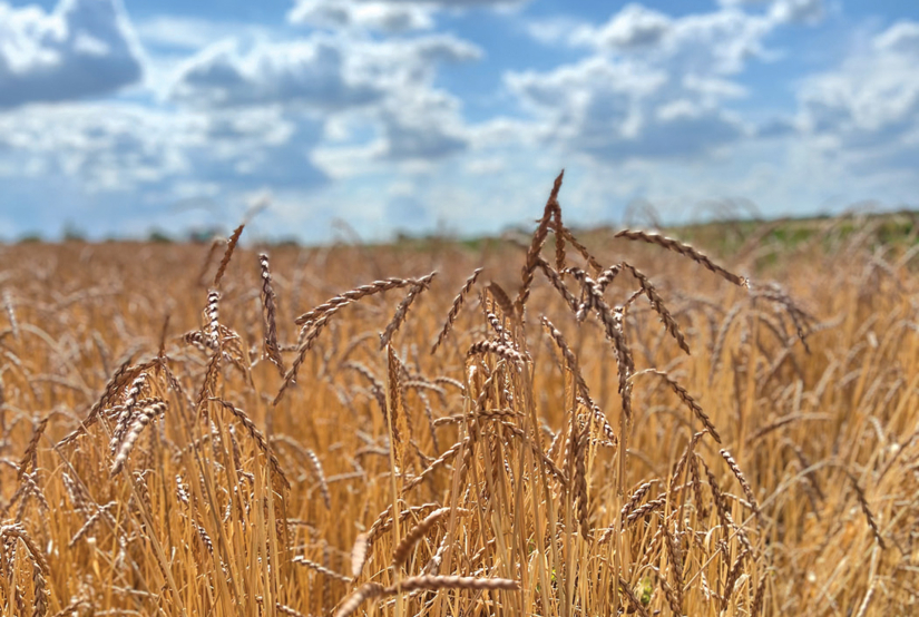 Povratak spelte u prehranu
