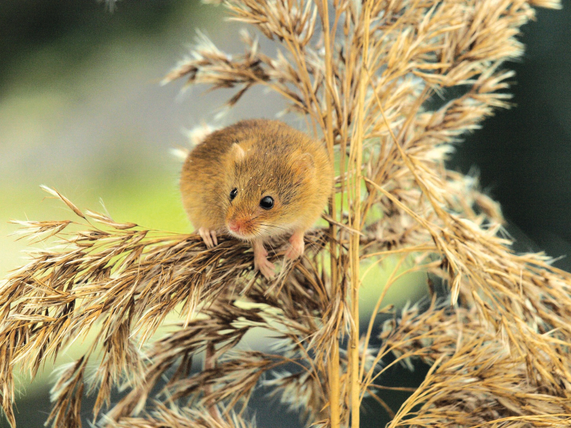 Nevidljivi neprijatelji ozimih usjeva
