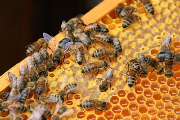 Pčelarstvo je popularno
