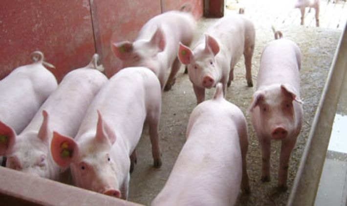 Zašto su domaće svinje tražene i na cijeni?