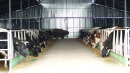 Hoće li uložene milijarde spasiti farme krava od gašenja?