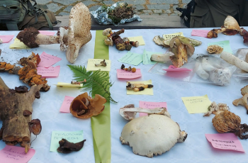 Edukacija, ekologija, gastronomija