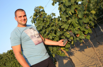 Vinograd ne treba gospodara, nego pudara