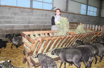 Od 10 ovaca do stada od 150 grla