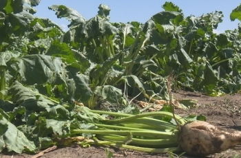 Cijena manja, ratari dvoje sijati ili ne