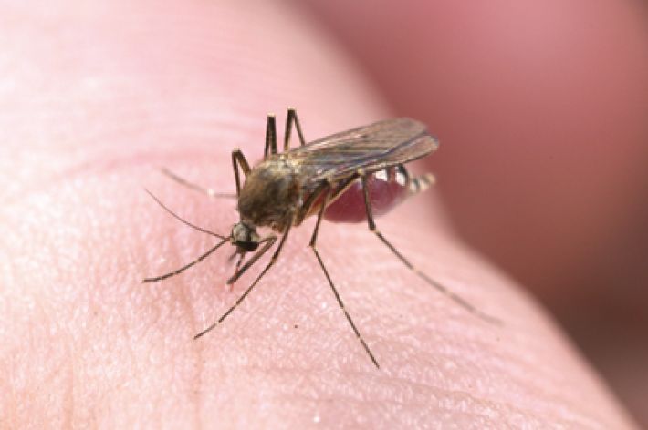  Trebamo li se plašiti uboda komaraca?