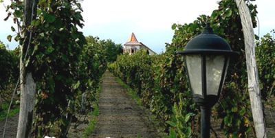 Palićka konferencija o vinogradarstvu: Klonovima u nove sadne pobjede 