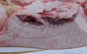  - (Risarski disnotor / )