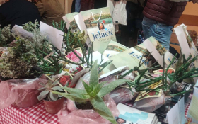 Vinkovo u Petrovaradinu