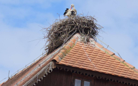  - (Izlet volontera Etnokampa / )