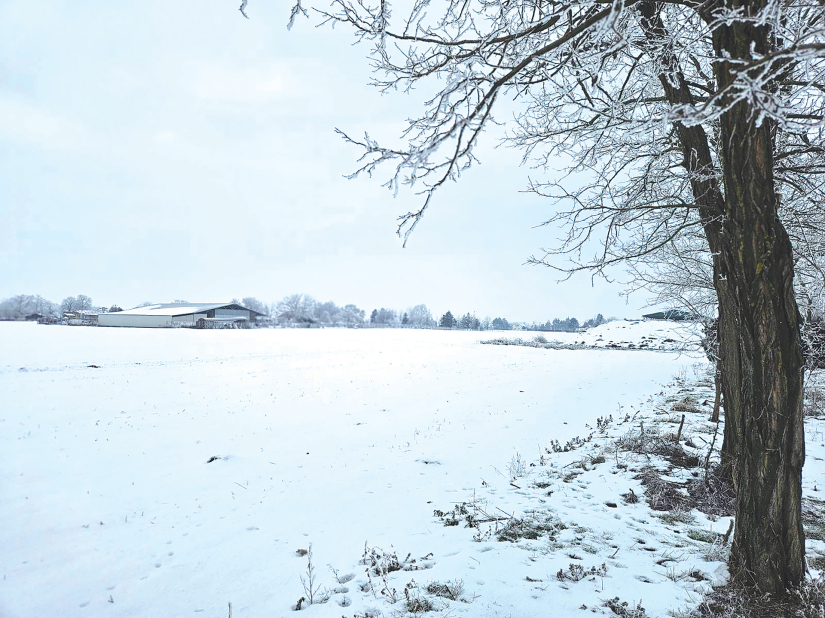 Snježni štit na njivama Bačke